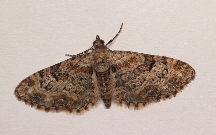 Eupithecia laquaearia Herrich-Schffer, [1848]